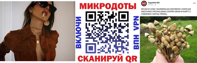 как найти закладки  Ярославль  Псилоцибиновые грибы Psilocybe 